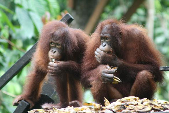Picture 1 of Found Ebola virus in Kalimantan orangutan