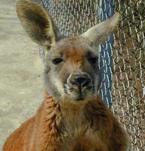 Picture 1 of Found evidence of assassin kangaru