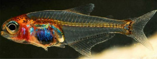 Picture 1 of Found fish 'see through' in Amazon