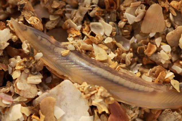 Picture 1 of Found fish without face and brain