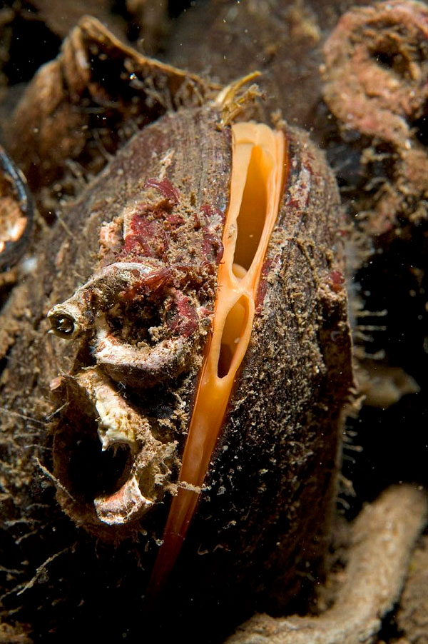 Picture 2 of Found fish without face and brain