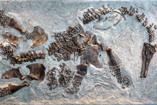 Picture 1 of Found fossils of marine reptiles carrying embryos
