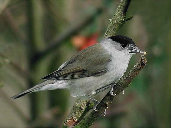 Picture 1 of Found genes that govern the bird's migratory behavior