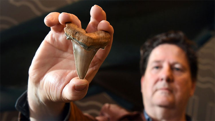 Picture 1 of Found giant shark teeth twice as long as white sharks on the Australian coast