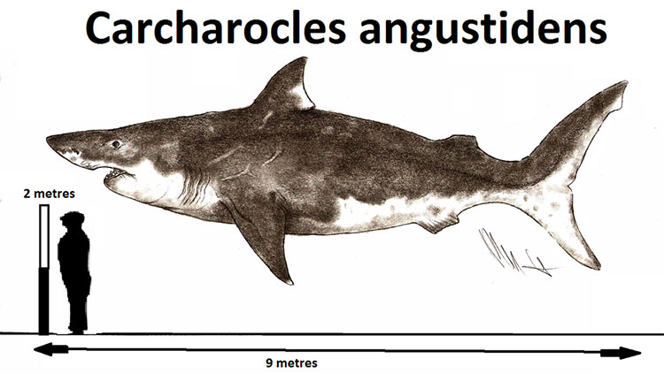 Picture 2 of Found giant shark teeth twice as long as white sharks on the Australian coast