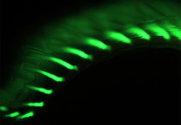 Picture 2 of Found glowing fish-like creatures in the dark