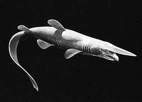 Picture 1 of Found 'living fossils' of ghost sharks