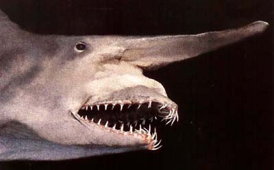Picture 2 of Found 'living fossils' of ghost sharks