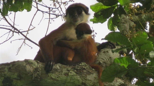 Picture 1 of Found monkey thought extinct