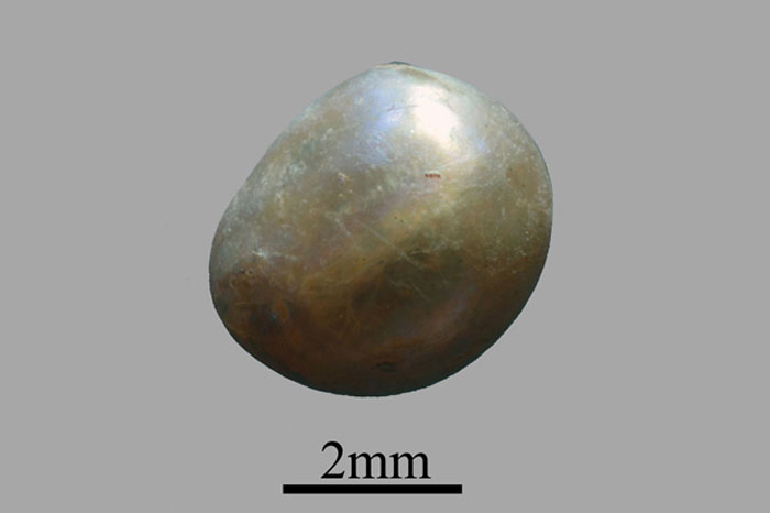 Picture 1 of Found more than 7,000 year old pearls