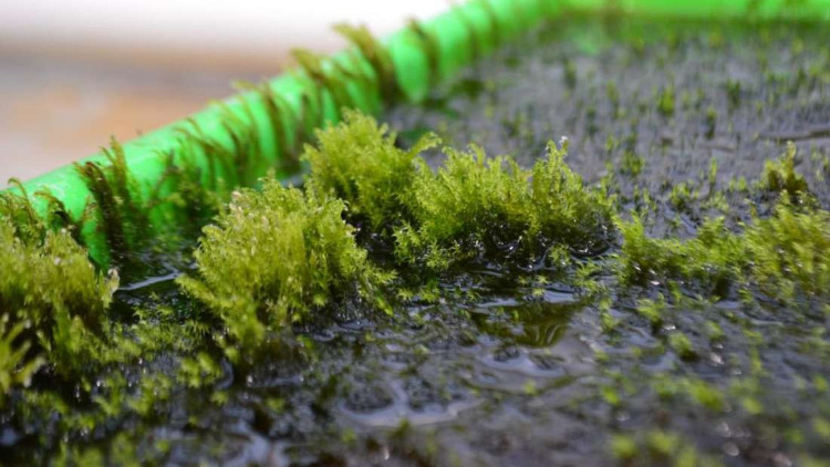Picture 1 of Found moss that can filter out arsenic in water