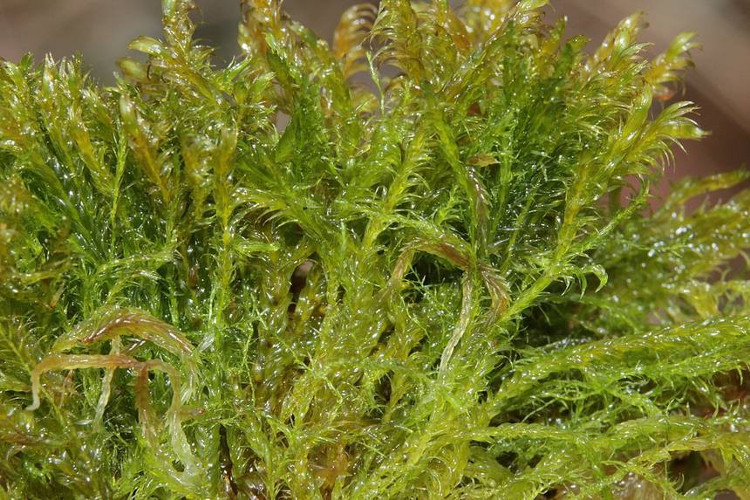 Picture 2 of Found moss that can filter out arsenic in water