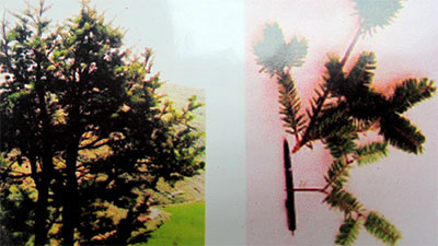 Picture 1 of Found precious spruce species in Lung Cu