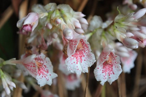 Picture 1 of Found rare ginger flowers in Khanh Hoa