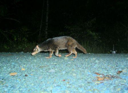 Picture 3 of Found rare nose-haired otter in Borneo island