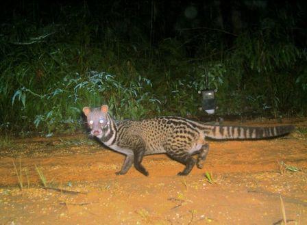 Picture 4 of Found rare nose-haired otter in Borneo island