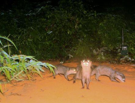 Picture 5 of Found rare nose-haired otter in Borneo island