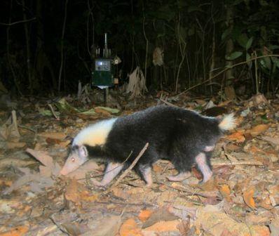 Picture 6 of Found rare nose-haired otter in Borneo island