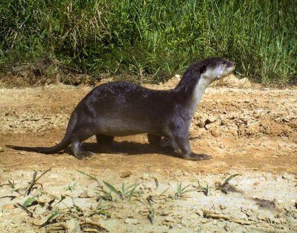 Picture 7 of Found rare nose-haired otter in Borneo island