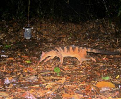 Picture 8 of Found rare nose-haired otter in Borneo island