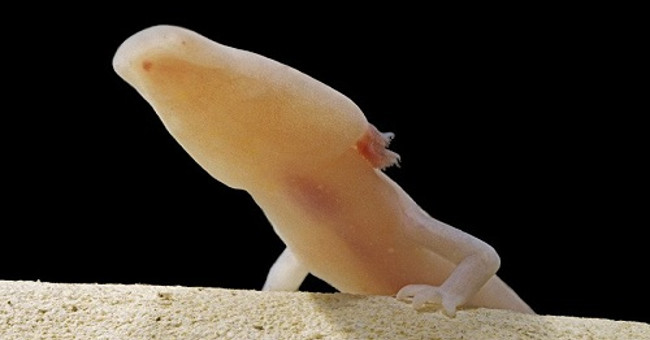 Picture 1 of Found rare rare dragon in 5 Croatian caves