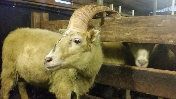 Picture 1 of Found sheep a unicorn-like horn in legend