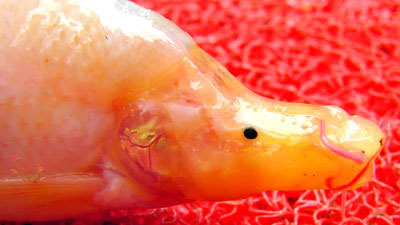 Picture 1 of Found strange fish in China