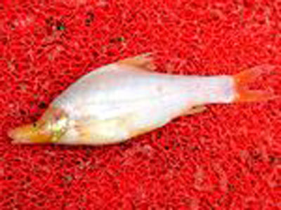 Picture 2 of Found strange fish in China