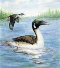 Picture 1 of Found the ancestors of modern birds