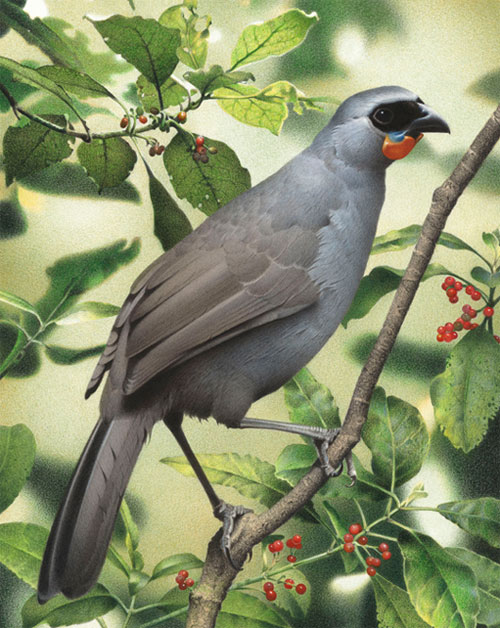 Picture 1 of Found the idea of ​​extinct birds