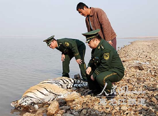 Picture 1 of Found the precious tiger in China