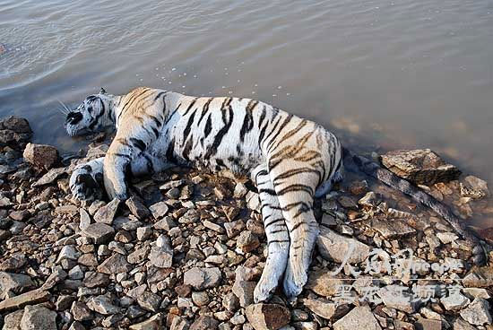 Picture 2 of Found the precious tiger in China