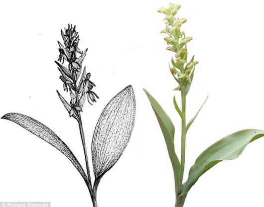 Picture 1 of Found the rarest orchid in the world