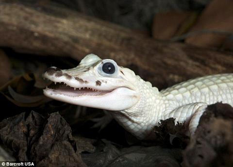 Picture 1 of Found two extremely rare white crocodiles