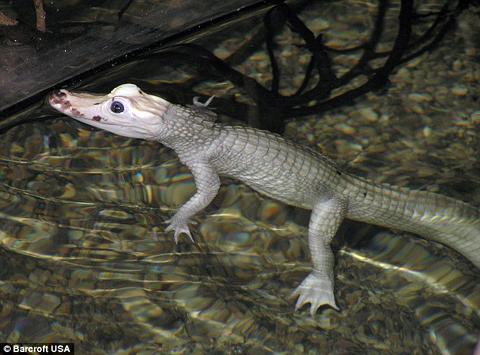 Picture 2 of Found two extremely rare white crocodiles