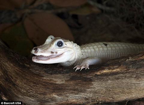 Picture 3 of Found two extremely rare white crocodiles