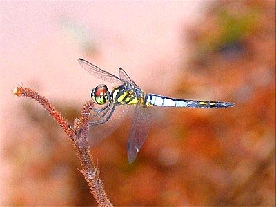 Picture 1 of Four more species of dragonflies have never been discovered