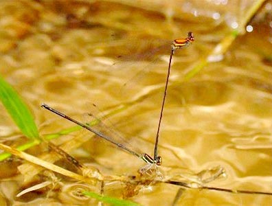 Picture 2 of Four more species of dragonflies have never been discovered