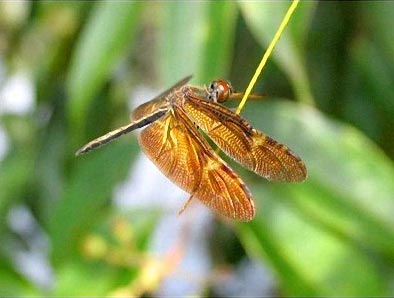 Picture 3 of Four more species of dragonflies have never been discovered