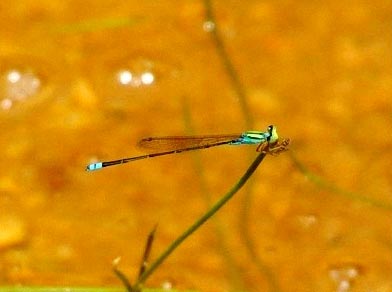 Picture 4 of Four more species of dragonflies have never been discovered