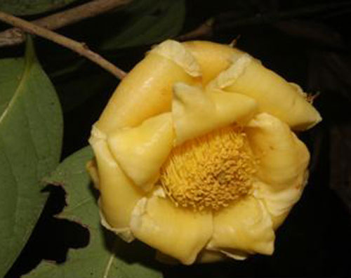 Picture 1 of Four new species of camellia were discovered in Vietnam