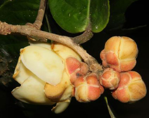 Picture 2 of Four new species of camellia were discovered in Vietnam