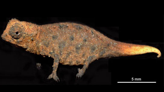 Picture 2 of Four small chameleon species discovered in Madagascar