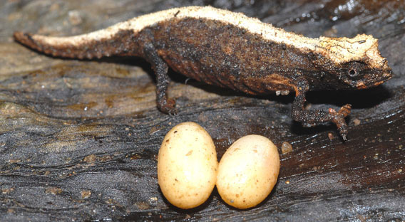 Picture 3 of Four small chameleon species discovered in Madagascar