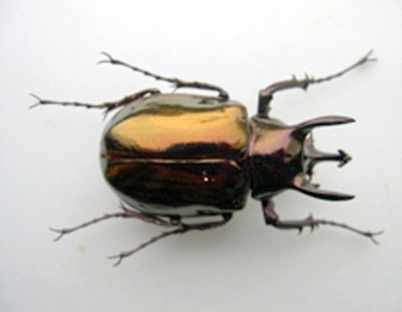 Picture 1 of Four species of insects coming into the Red Book