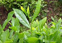 Picture 2 of Four types of plants affect human life