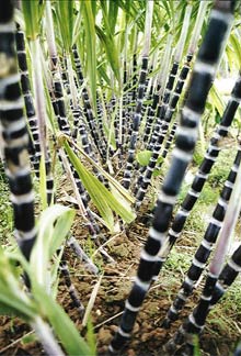 Picture 3 of Four types of plants affect human life