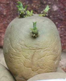 Picture 4 of Four types of plants affect human life