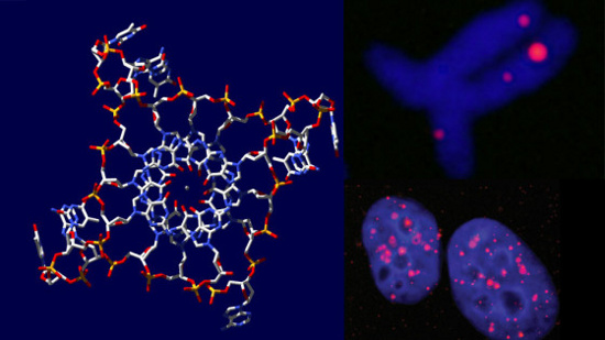 Picture 1 of Four-stranded DNA strands in human cells