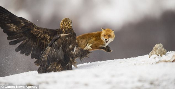Picture 1 of Fox and golden falcon
